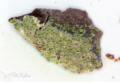 Hypocenomyce scalaris