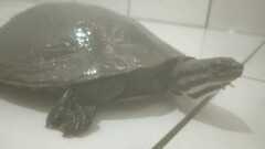 Phrynops williamsi