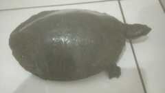 Phrynops williamsi