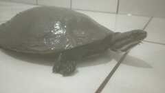 Phrynops williamsi