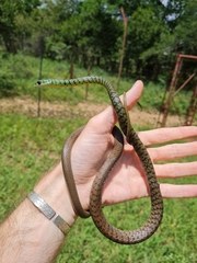 Philothamnus semivariegatus