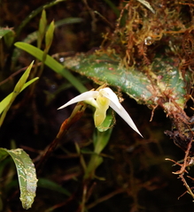 Maxillaria acuminata