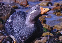 Tachyeres brachypterus