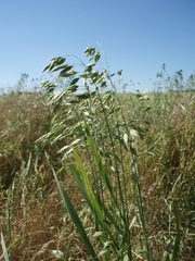 Bromus secalinus