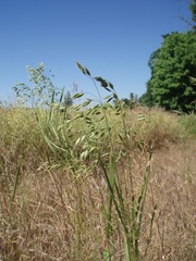 Bromus secalinus