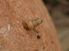 Cochlicella