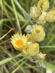 Helichrysum mixtum mixtum
