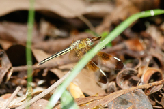 Neurothemis stigmatizans