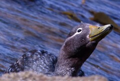 Tachyeres brachypterus