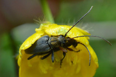 Cortodera