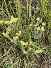 Helichrysum mixtum mixtum
