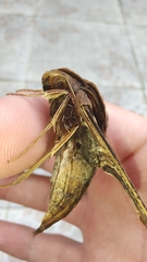 Xylophanes crenulata