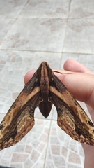 Xylophanes crenulata