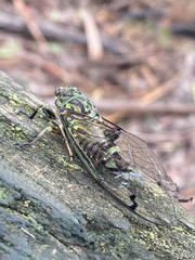 Amphipsalta zelandica