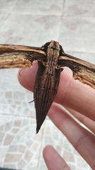 Xylophanes crenulata