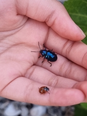 Chrysochus chinensis