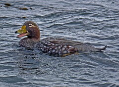 Tachyeres brachypterus