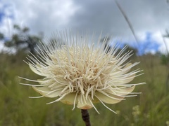 Protea caffra falcata