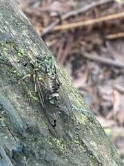 Amphipsalta zelandica