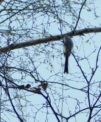 Aegithalos caudatus caudatus