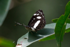 Phaedyma shepherdi