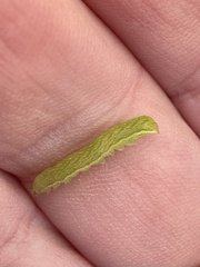 Phlogophora meticulosa