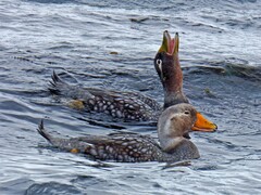 Tachyeres brachypterus