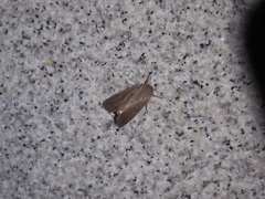 Eublemma
