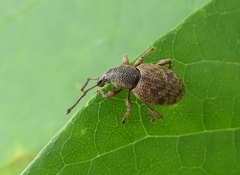 Otiorhynchus singularis