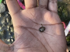 Neripteron violaceum