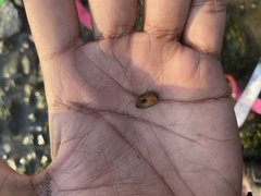 Neripteron violaceum