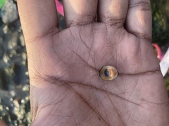 Neripteron violaceum