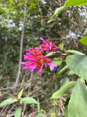 Palicourea vacillans