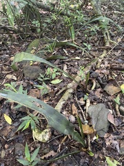 Sansevieria concinna