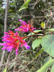 Palicourea vacillans