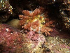 Telmatactis panamensis