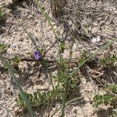 Aptosimum procumbens image