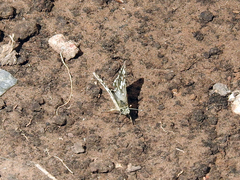 Burnsius orcynoides