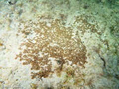 Palythoa grandiflora