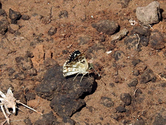 Burnsius orcynoides