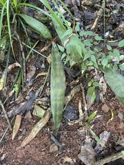 Sansevieria concinna