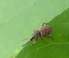 Otiorhynchus singularis