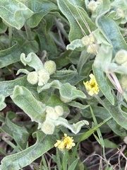 Andryala integrifolia