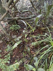 Sansevieria concinna