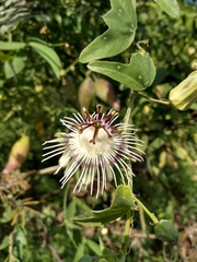 Passiflora misera