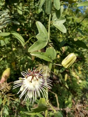 Passiflora misera