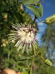 Passiflora misera