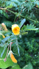 Tribulus cistoides
