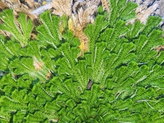 Selaginella pilifera