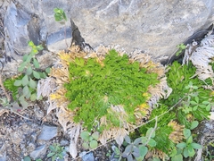 Selaginella pilifera